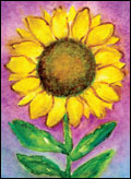little jeanie sunflower